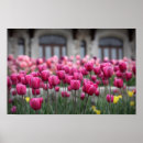 Recherche de tulipe rose posters Pour elle