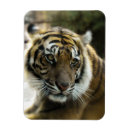 Search for bengal magnets Tigers