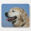 Search for flat coated retriever electronics Canine photographer