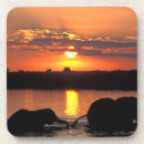 Search for herd coasters Animal