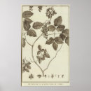 Search for parts of a flower posters Drawing