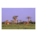 Search for baobab tree art Sunset