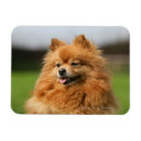 Recherche de observé magnets Chien