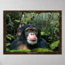 Recherche de chimpanzés posters Primates