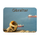 Search for apes magnets Wildlife