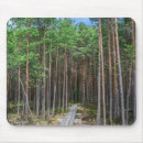 Search for evergreen electronics Forest