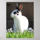 Search for mini rex posters Bunny