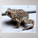 Search for will be toad photography Frog