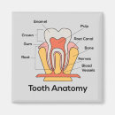 Recherche de anatomie magnete Santé