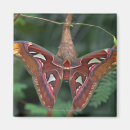 Recherche de mite magnets Nature