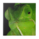 Recherche de caméléon carreaux Animal