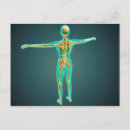 Recherche de brachiale Plexus brachial