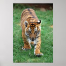 Search for tiger cub posters Cubs