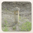 Search for squirrel coasters Rodents