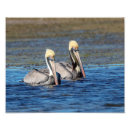 Recherche de animal marin posters Sauvage