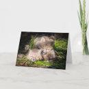 Recherche de kittie cartes postales Sommeil