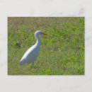 Search for marsh horizontal postcards Wetlands