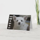 Recherche de spitz vœux cartes Photographie