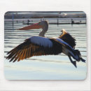 Search for australian birds electronics Wildlife