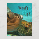 Search for turtle greeting postcards Sea