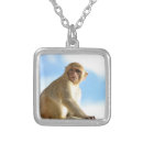 Search for mammal necklaces nature