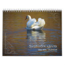 Search for swans swan calendars Cygnet