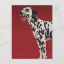 Recherche de chien dalmatien cartes postales Animal