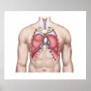 Recherche de poumons humains posters Biologie