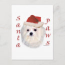 Search for maltese dog christmas cards Bichon