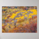 Search for deciduous posters Forest