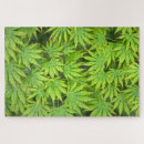 Search for acer Palmatum