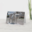 Search for funny goat Country