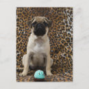 Search for pug puppies postcards Animal
