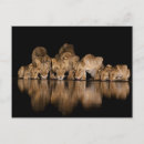 Recherche de lionne cartes postales Afrique