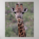 Recherche de giraffe portrait posters Safari