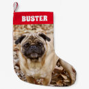 Recherche de chien carlin chaussette de noël Chiot