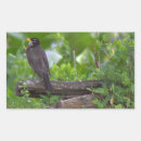 Search for american robin stickers Animals