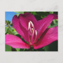 Recherche de orchidée tropicale cartes postales Floral
