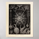 Recherche de ernst art Kunstformen der natur