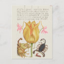 Search for vintage botanical postcards Flowers