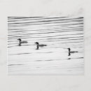 Recherche de canard noir cartes postales Blanc