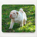 Recherche de pei shar électronique Chiens