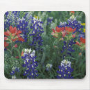 Recherche de fleur lupin tapis souris Gros plan
