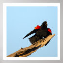 Recherche de merle photographie Animaux