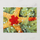 Recherche de étoile jaune cartes postales Océan