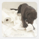 Search for flooring stickers Domestic animals