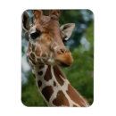 Recherche de girafes magnets Jungle