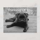 Search for pug puppies postcards Puppy