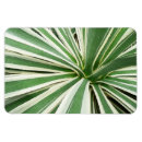 Recherche de plantes vertes magnets Pour tous
