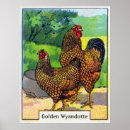 Recherche de poule de coq posters Oiseau